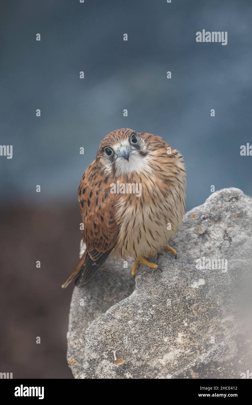 Primo piano del piccolo falco grasso Foto Stock
