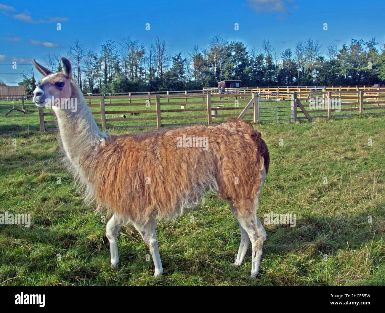 LLAMA Foto Stock