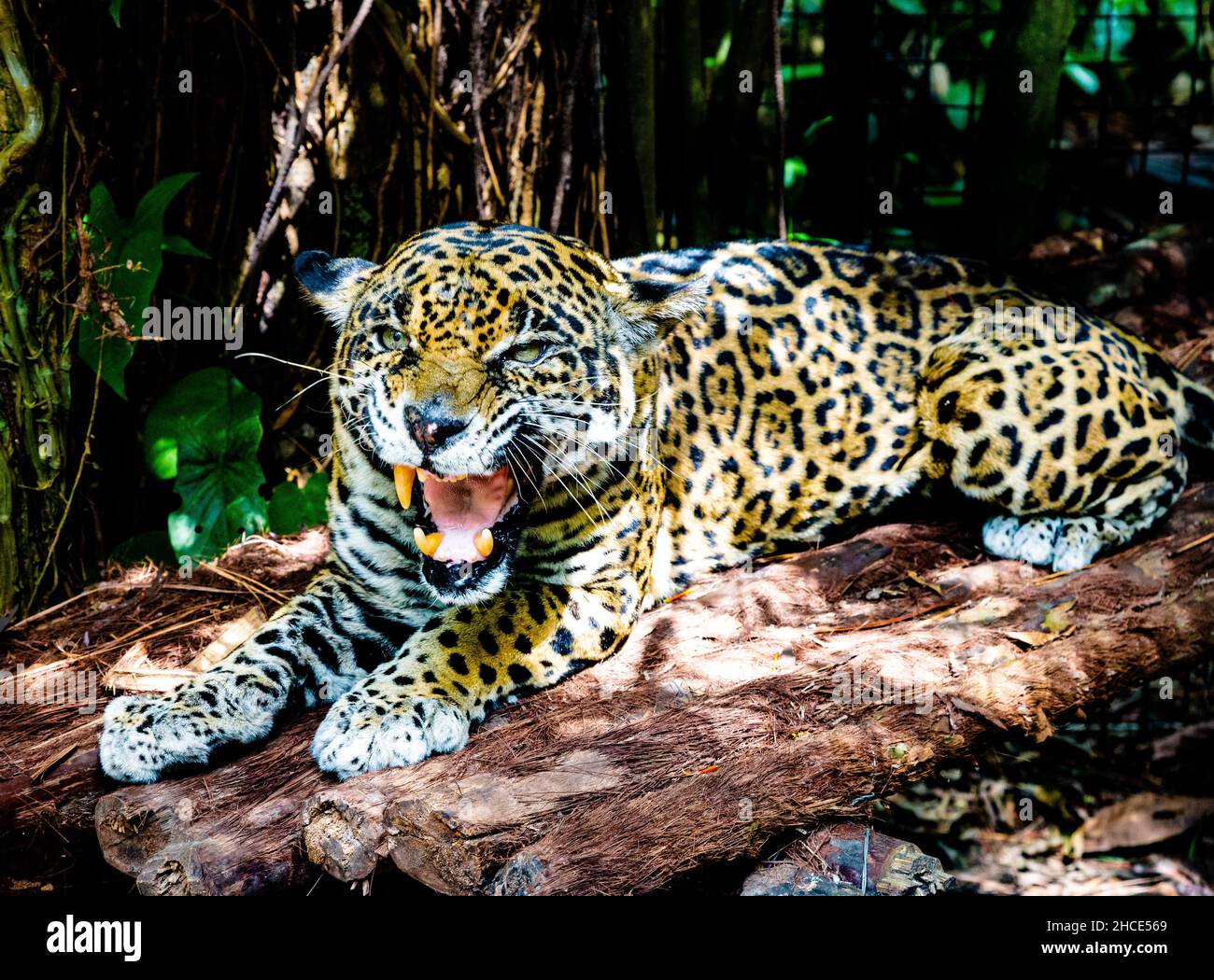 Primo piano di una bella Jaguar ruggisce e mostra fangs in rabbia Foto Stock