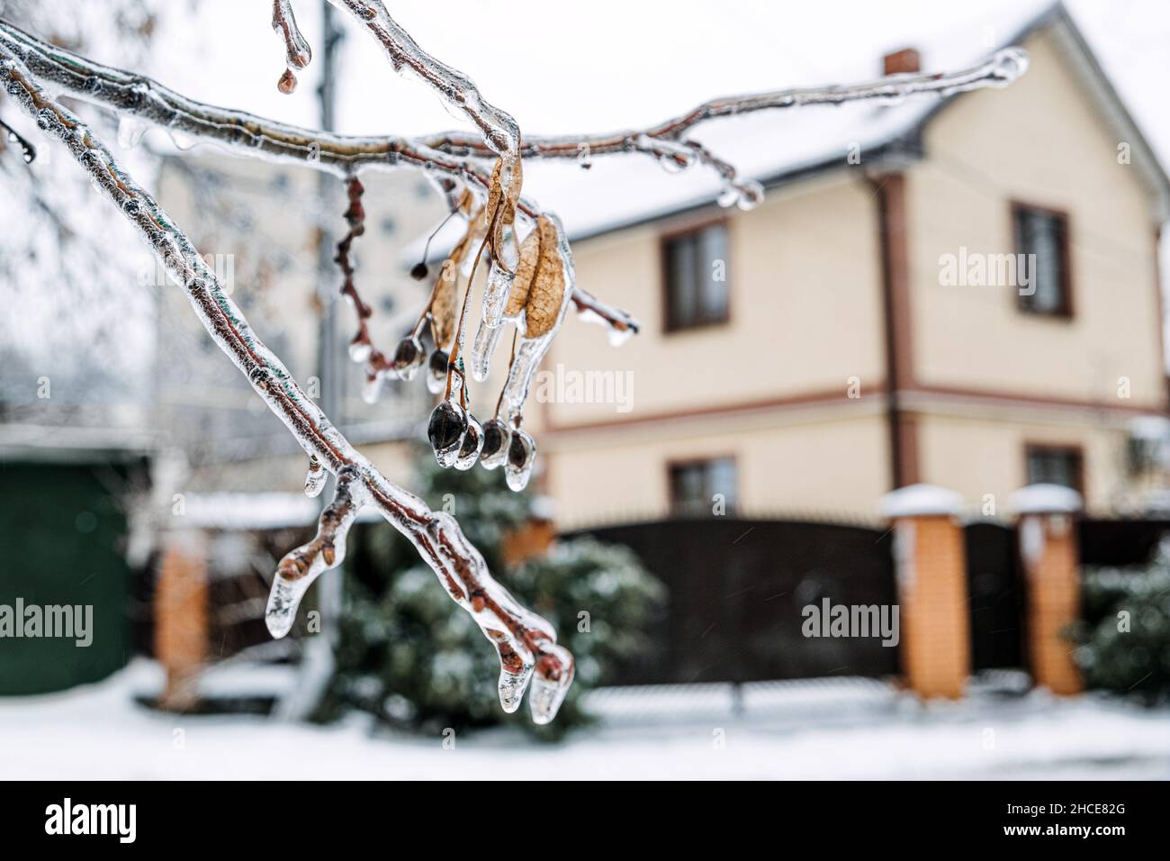 Pioggia gelida, ghiaccio pericoli. Ramo di albero congelato e casa nella città d'inverno. Rami di albero ghiacciato da vicino. Ghiaccio, boccole congelate. Condizioni di ghiaccio Foto Stock