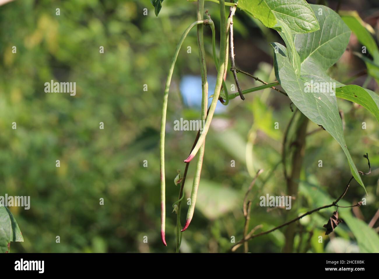 I fagioli di Yardlong sono coltivati su una pianta pronta per essere raccolta, fagioli lunghi che crescono alla luce del sole Foto Stock