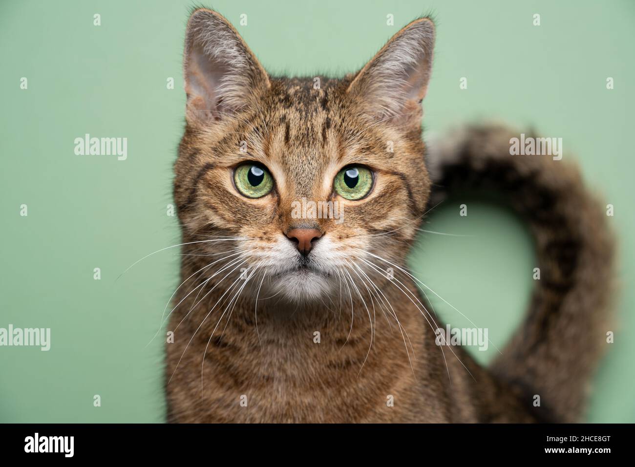 gatto tabby marrone dorato con occhi verdi che guarda il ritratto della fotocamera su sfondo verde con coda piegata Foto Stock