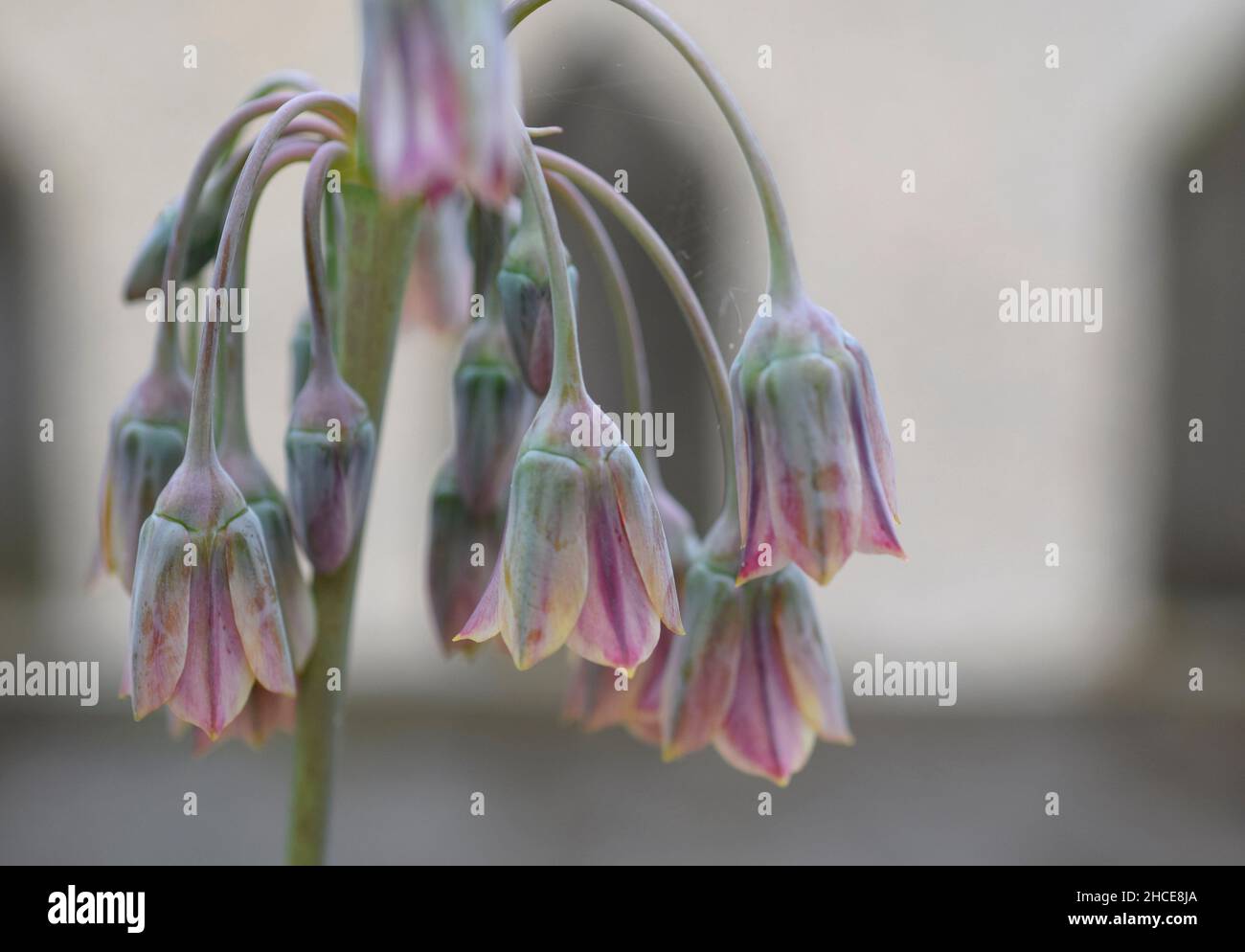 Il siciliano miele di fiori di aglio Foto Stock