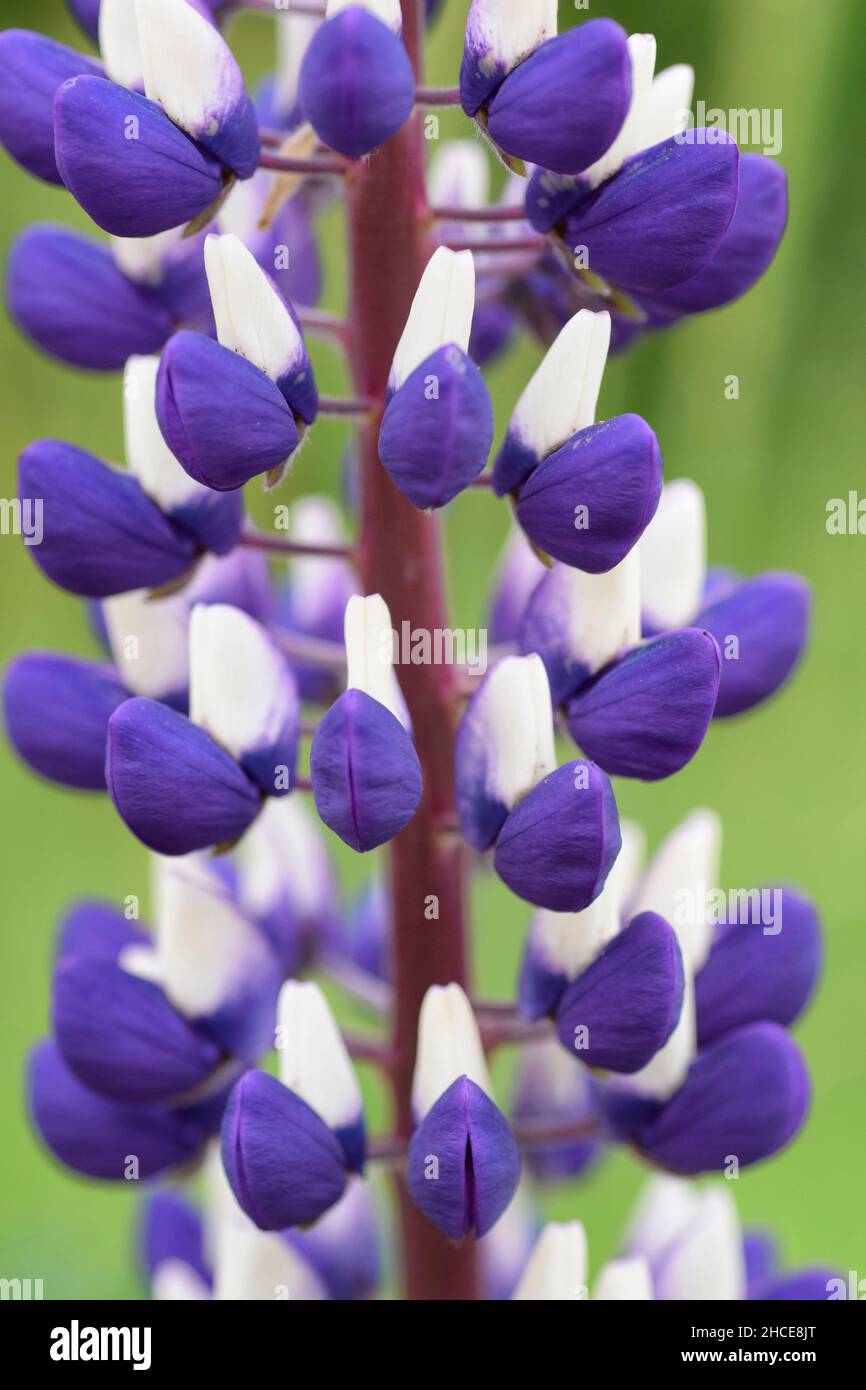 fiori di lupino viola e bianco Foto Stock