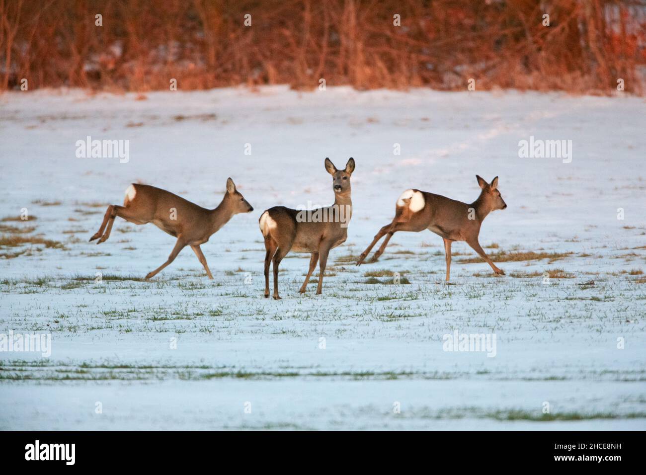 Roe Deer (Capreolus capreolus) tre fa su campo innevato bassa Sassonia Germania Foto Stock