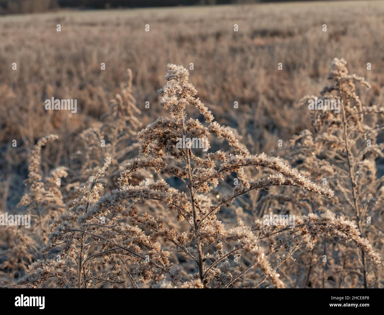 Prato mattutino d'inverno. I gambi dorati, asciutti e marroni, sono ricoperti di gelo. Foto Stock