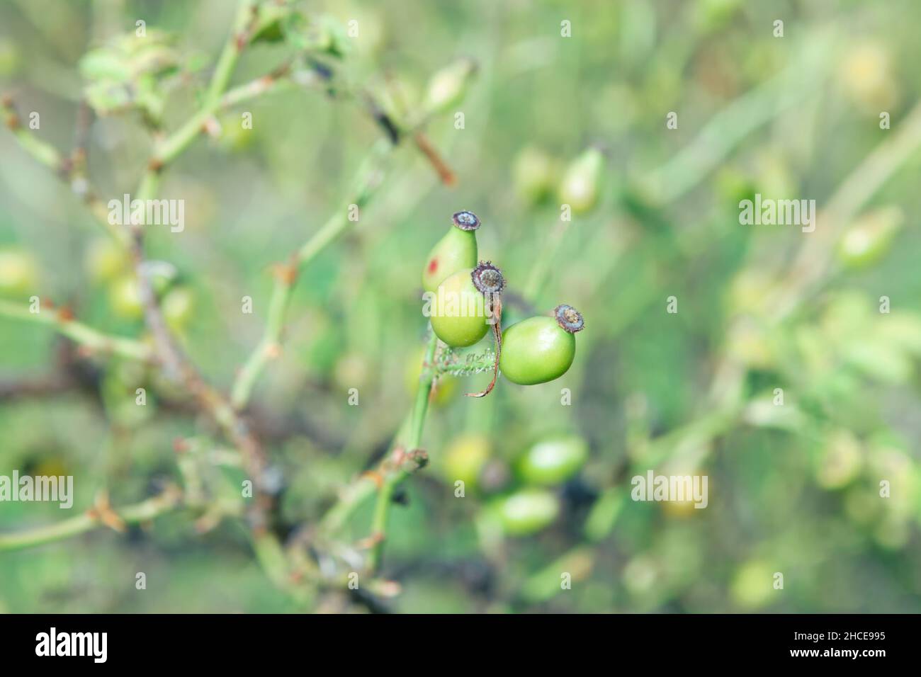 Bacche di cane verde rosa . Piante non coltivate su sfondo verde Foto Stock