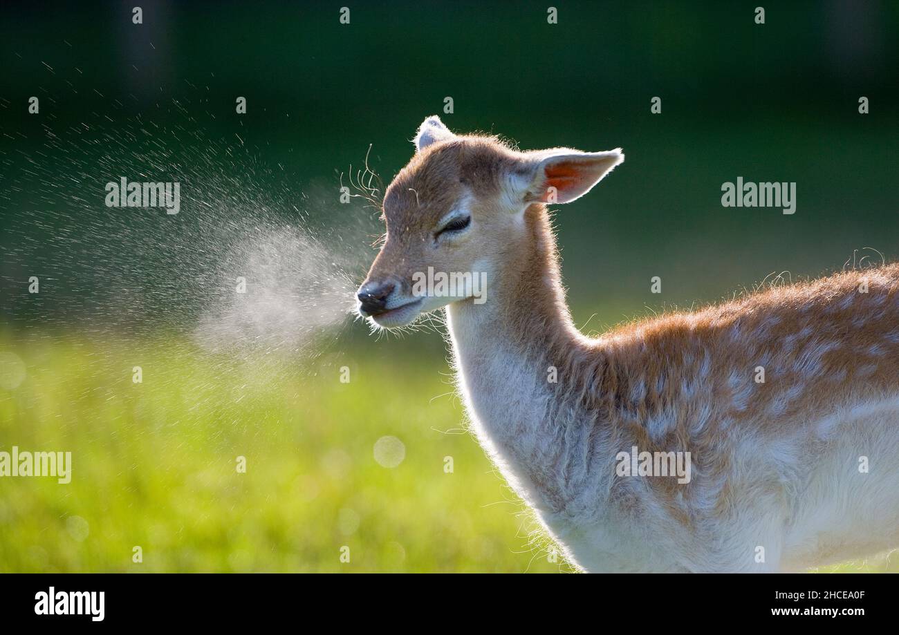 Deer Cervus dama Doe starnuti Foto Stock