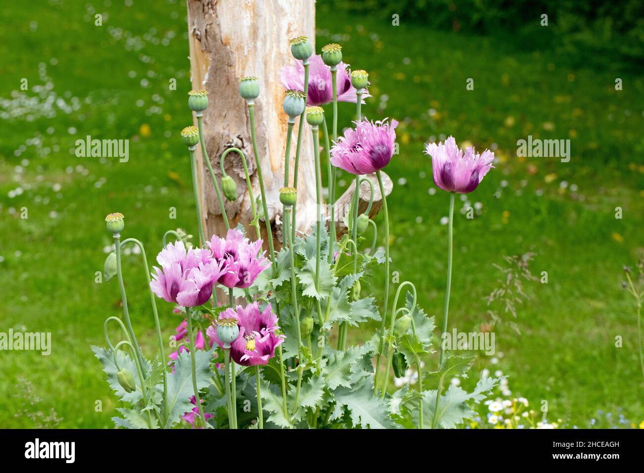 Oppio Poppy (Papaver sniferum). Coltivato fuga giardino, cresciuto ampiamente Europa centrale, showy grande, fiori, lo rendono una pianta ornamentale popolare, come Foto Stock