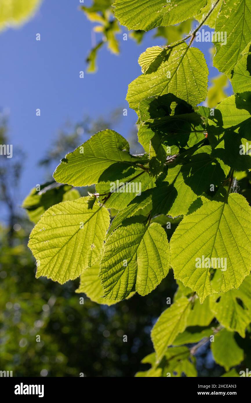 Tiglio, (Tilia sp.) , foglie, retroilluminate dalla luce solare estiva. Vista dal basso che mostra le vene, le forme, la sovrapposizione che crea il motivo, traslucente. Foto Stock
