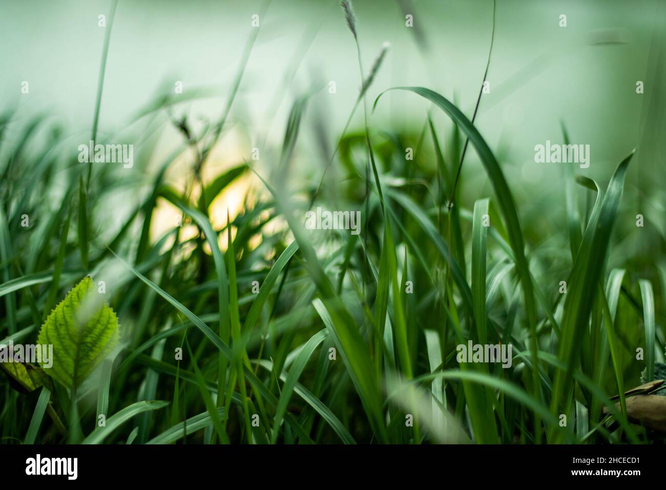 Molti tipi di erba verde e alba dietro l'erba. Lascia la mattina presto appena prima dell'alba o all'alba come il momento migliore che lascia la mattina presto Foto Stock