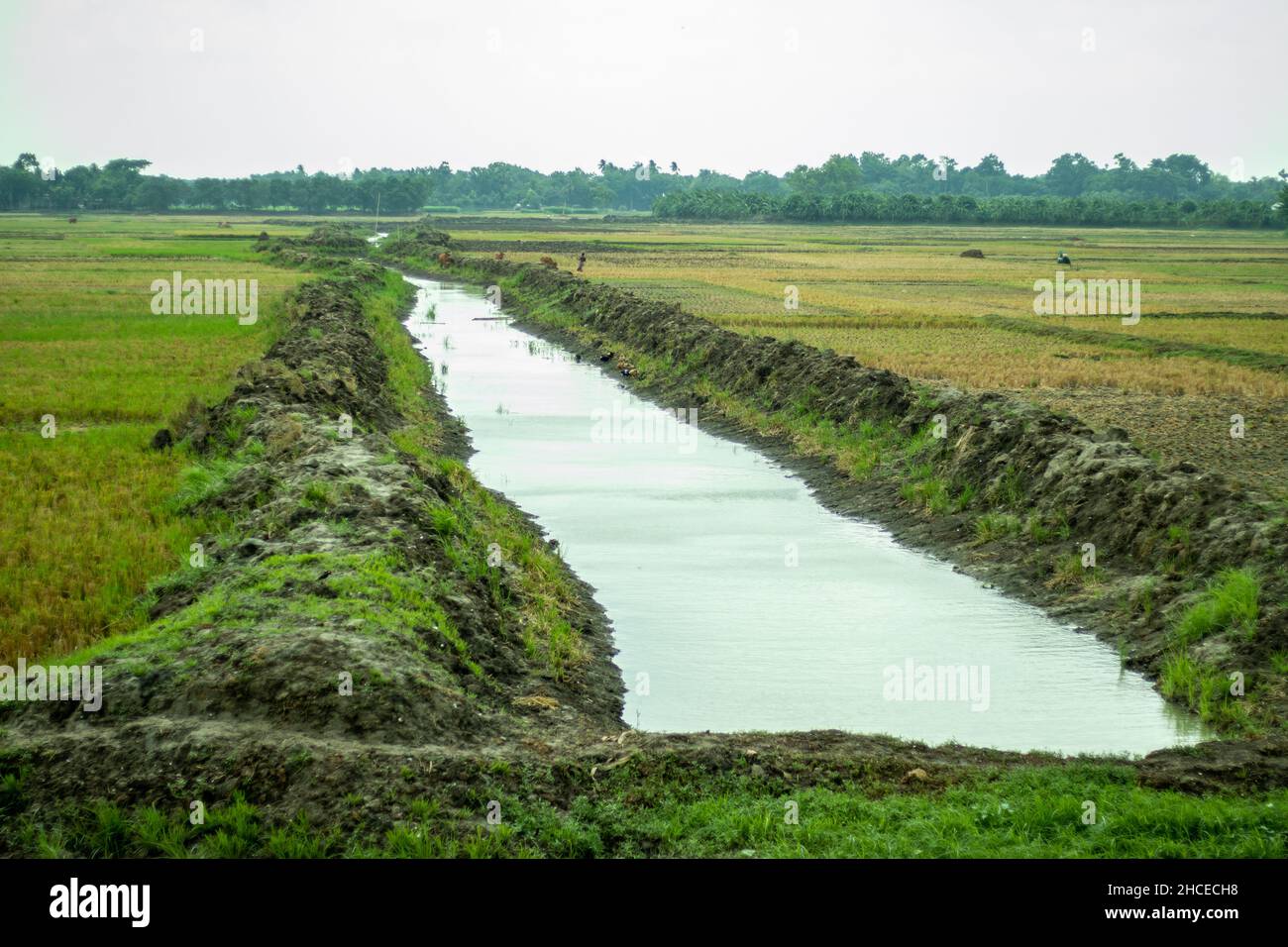 Risaia o campo di riso dopo raccolto raccolti e piccola linea di acqua in un campo di raccolto grande che ha generato naturalmente Foto Stock