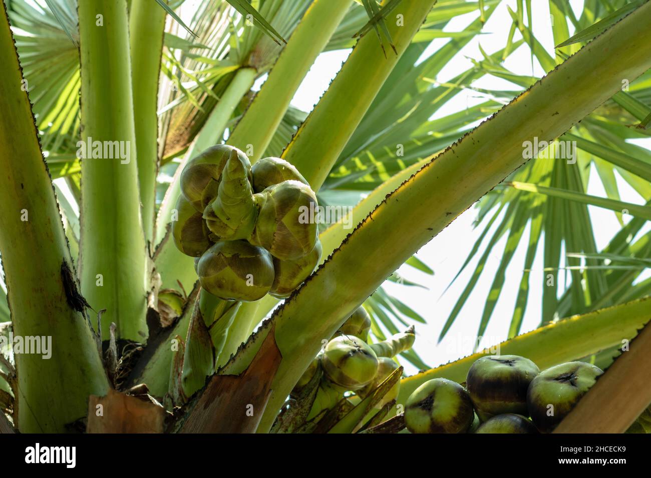 Alberi di palma localmente conosciuti come gas di tal. La tettoia alta foresta è costituita da più di rami e foglie Foto Stock