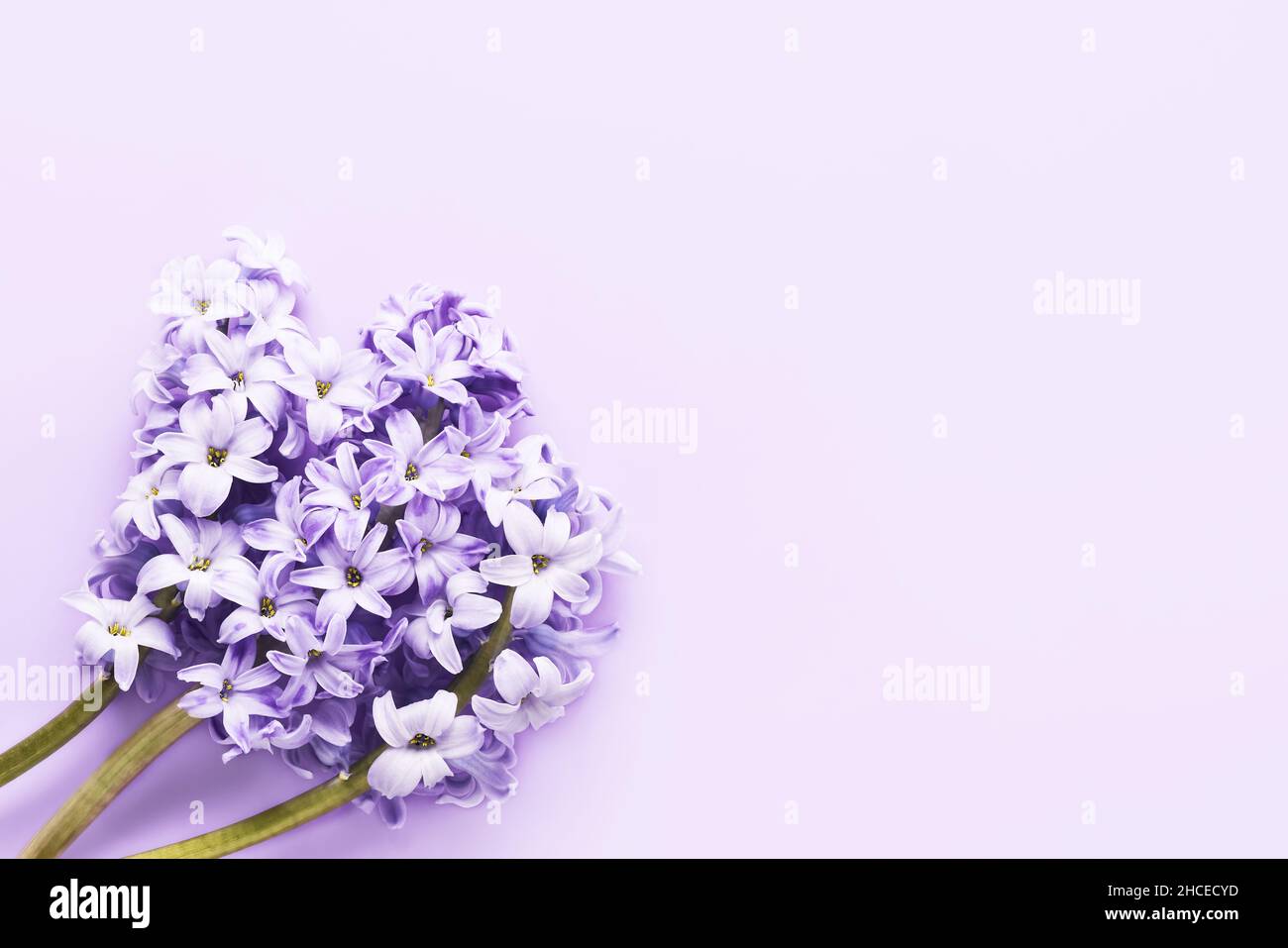 Bouquet di fiori di giacinto su sfondo lilla. Biglietto di auguri. Vista dall'alto, spazio di copia per il testo Foto Stock