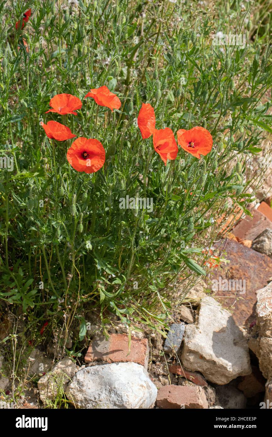 Papavero (Papaver roeas), fioritura. Crescere sul sito di macerie di mattoni e Malta del costruttore. Opportunistico, annuale, approfittando di superficie temporanea sono Foto Stock