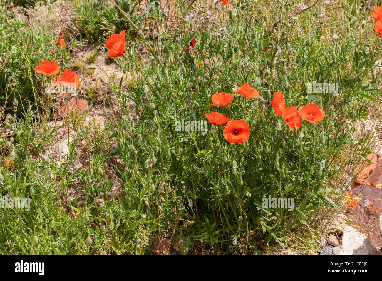 Papavero (Papaver roeas), fioritura. Crescere sul sito di macerie di mattoni e Malta del costruttore. Opportunistico, annuale, approfittando di superficie temporanea sono Foto Stock