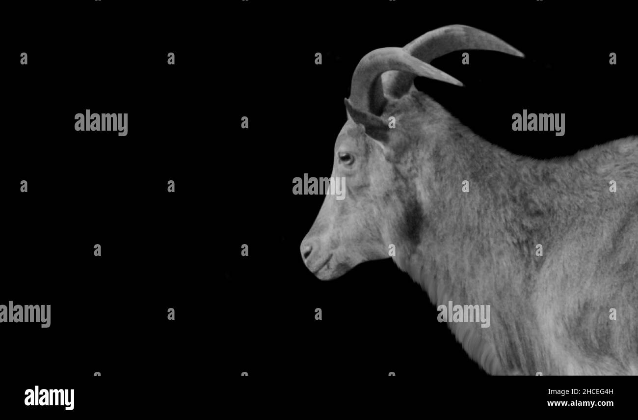 Big Horn Barbary pecora con capelli lunghi in sfondo nero Foto Stock