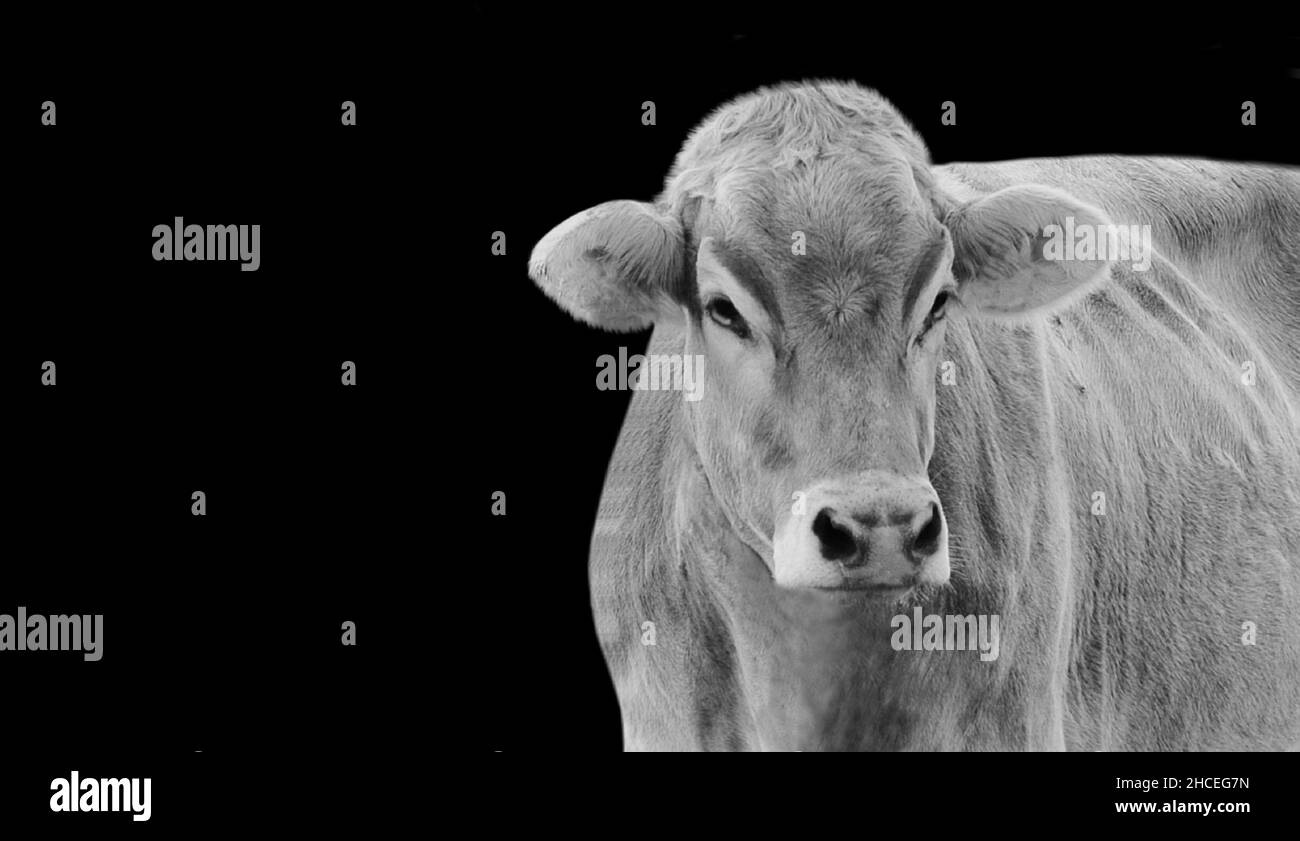 Grande forte Cow Face sullo sfondo nero Foto Stock