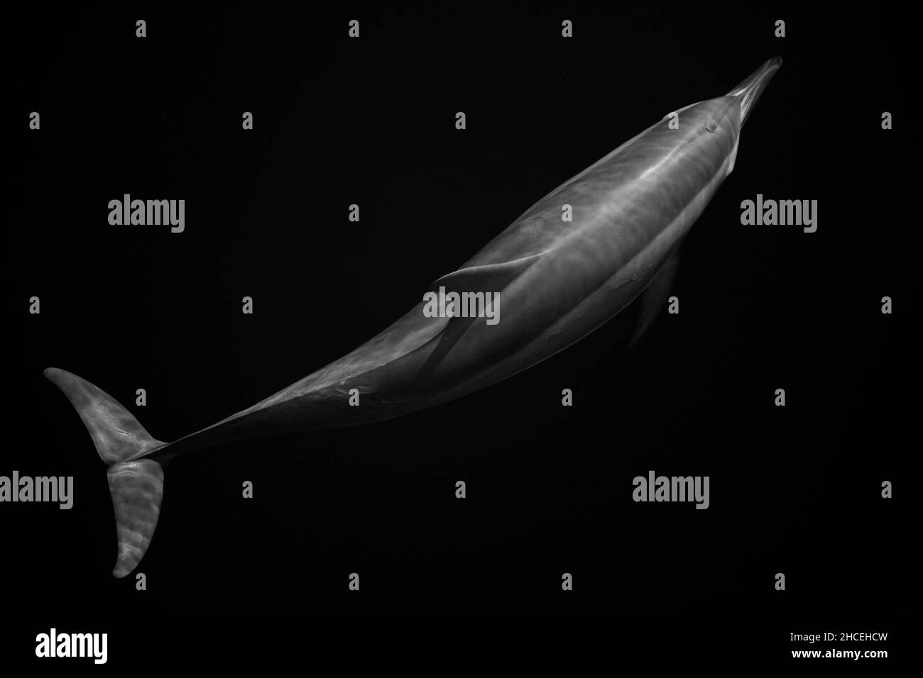 Un delfino Spinner, Stenella longirostris, naviga attraverso le acque limpide e blu dell'Oceano Pacifico vicino ad Alor, Indonesia. Foto Stock