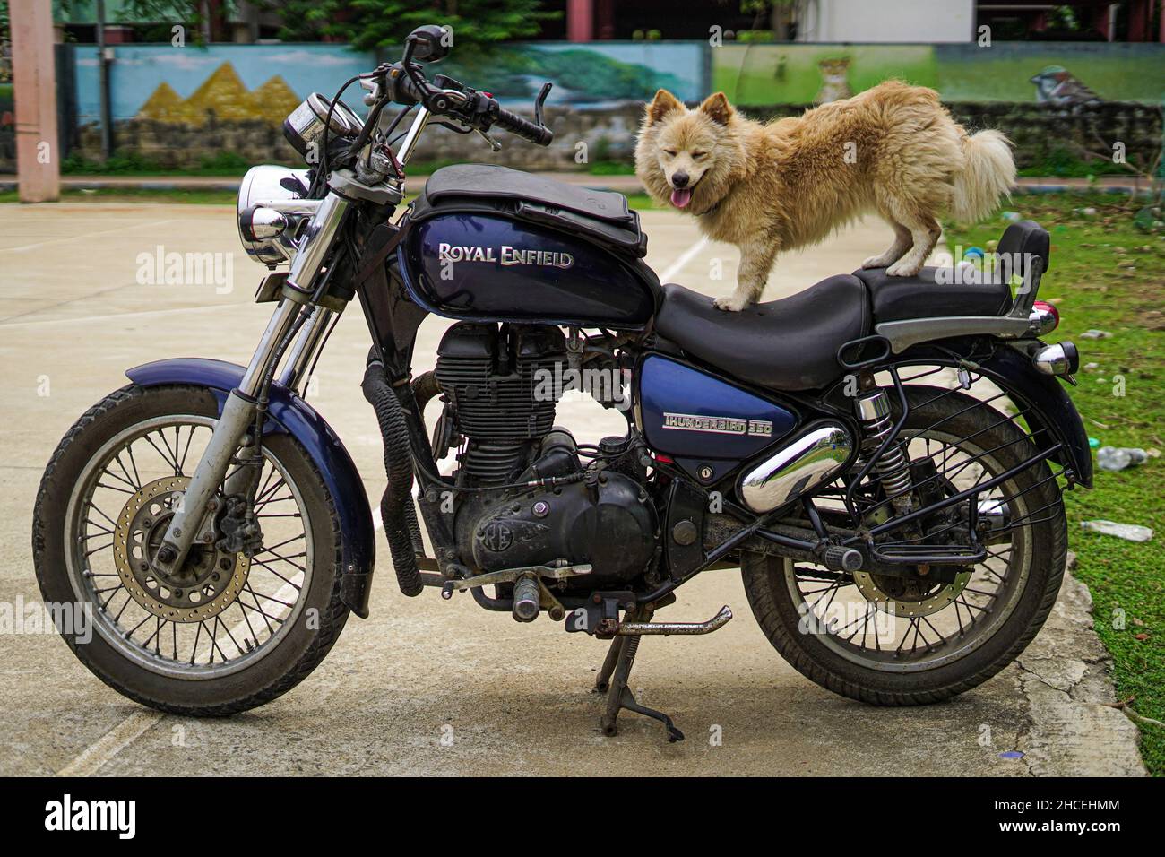 Cane in piedi su una bici Royal Enfield Foto Stock
