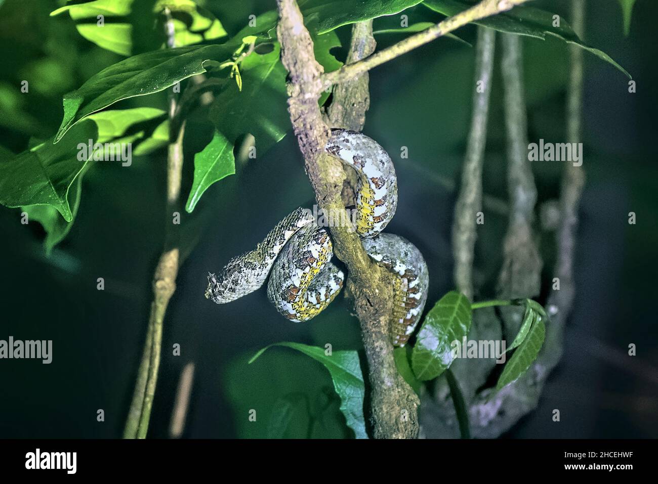 Ciglia viper (Bothriechis schlegelii), Refugio de Vida Silvestre Monteverde, Monteverde, Costa Rica Foto Stock