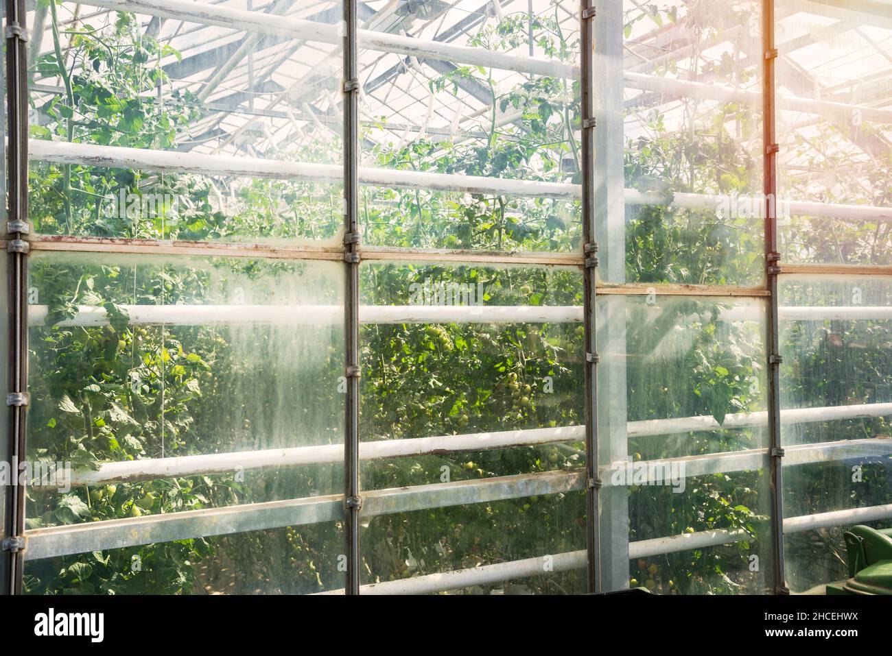 Piante di pomodoro che crescono all'interno di una serra di vetro riscaldata con energia geotermica in Islanda Foto Stock