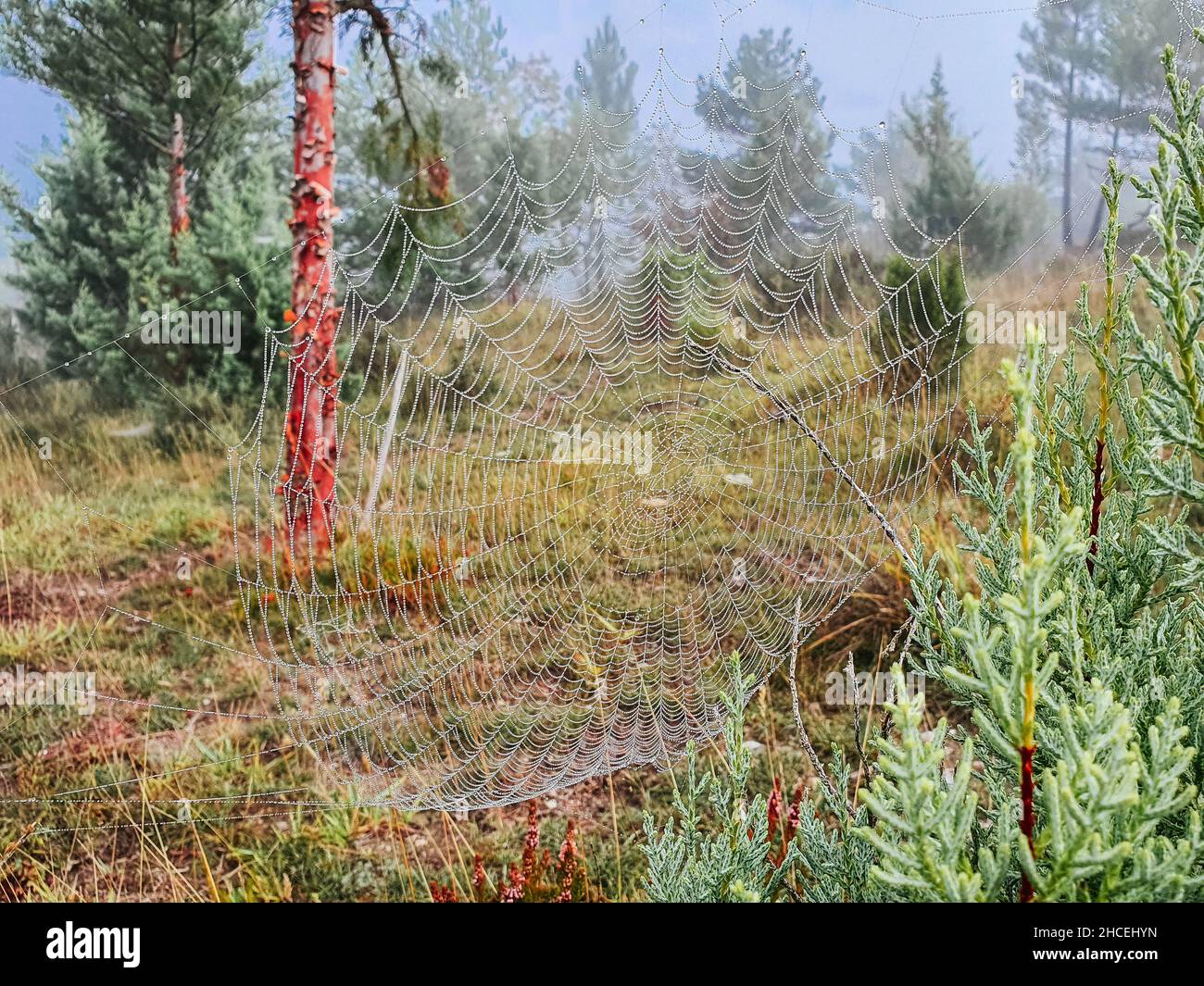 ragnatela tra gli alberi, con nebbia di fondo Foto Stock