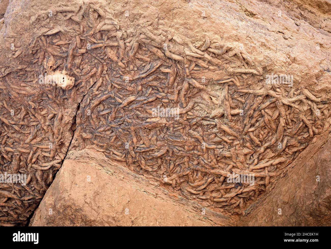 Trincea di vermi fossili (fossili di tracce) sul lato inferiore di un aggetto in Deer Creek Narrows nel Grand Canyon, Arizona. Foto Stock