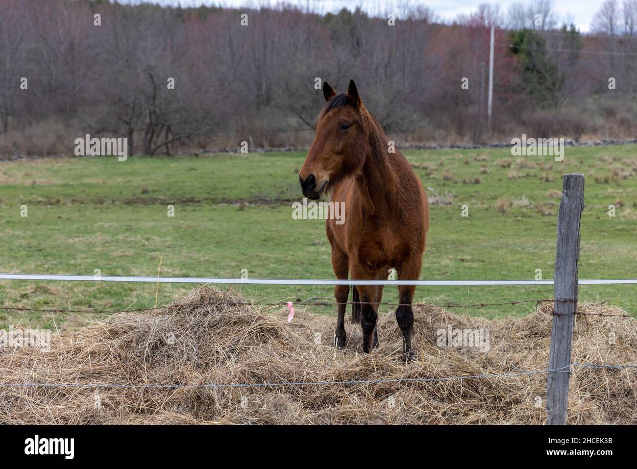 Cavallo marrone in piedi sul campo erboso in campagna Foto Stock