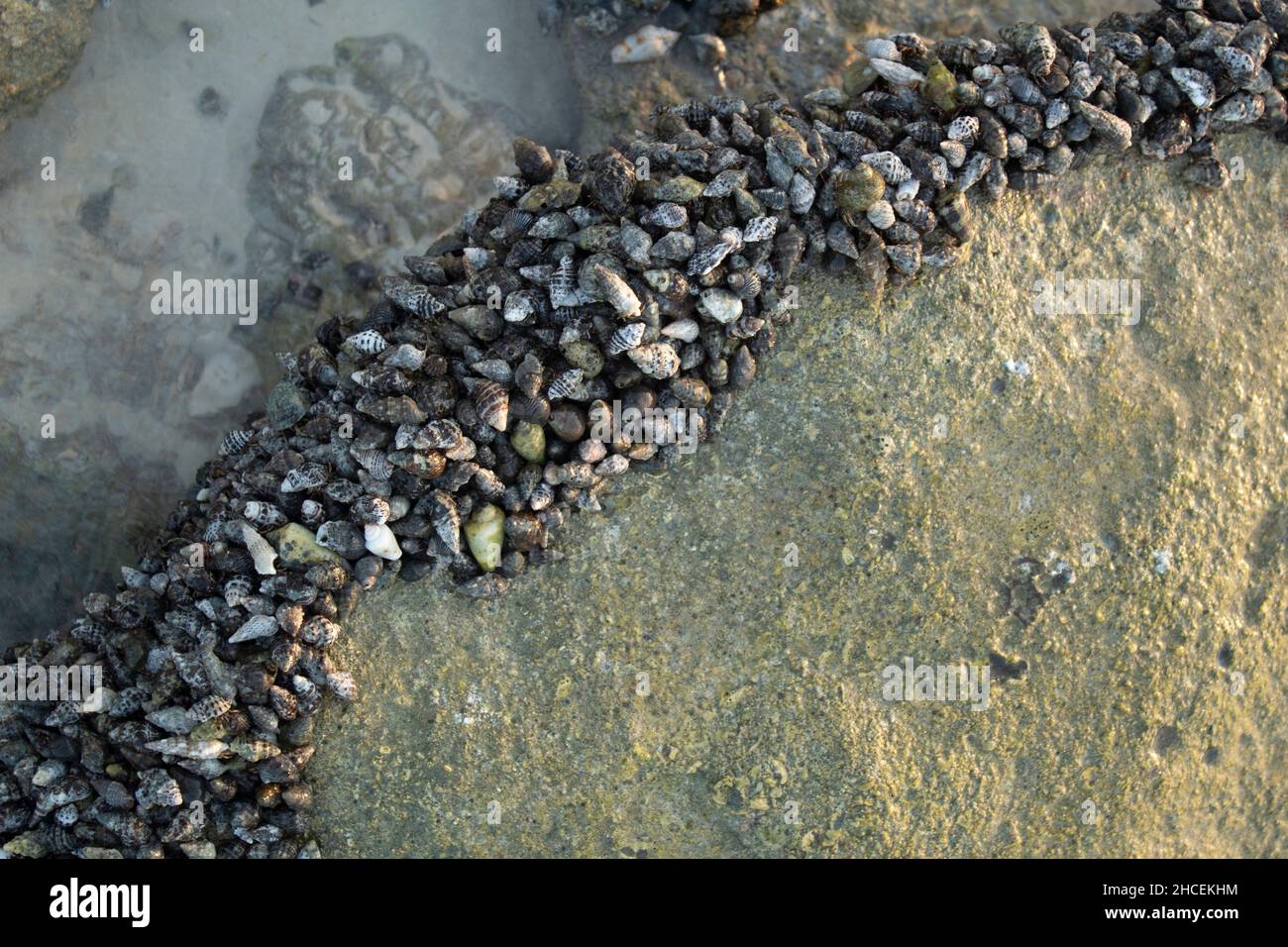 Avvicinandosi ai crostacei sentendo la loro texture, Kish, Iran Foto Stock