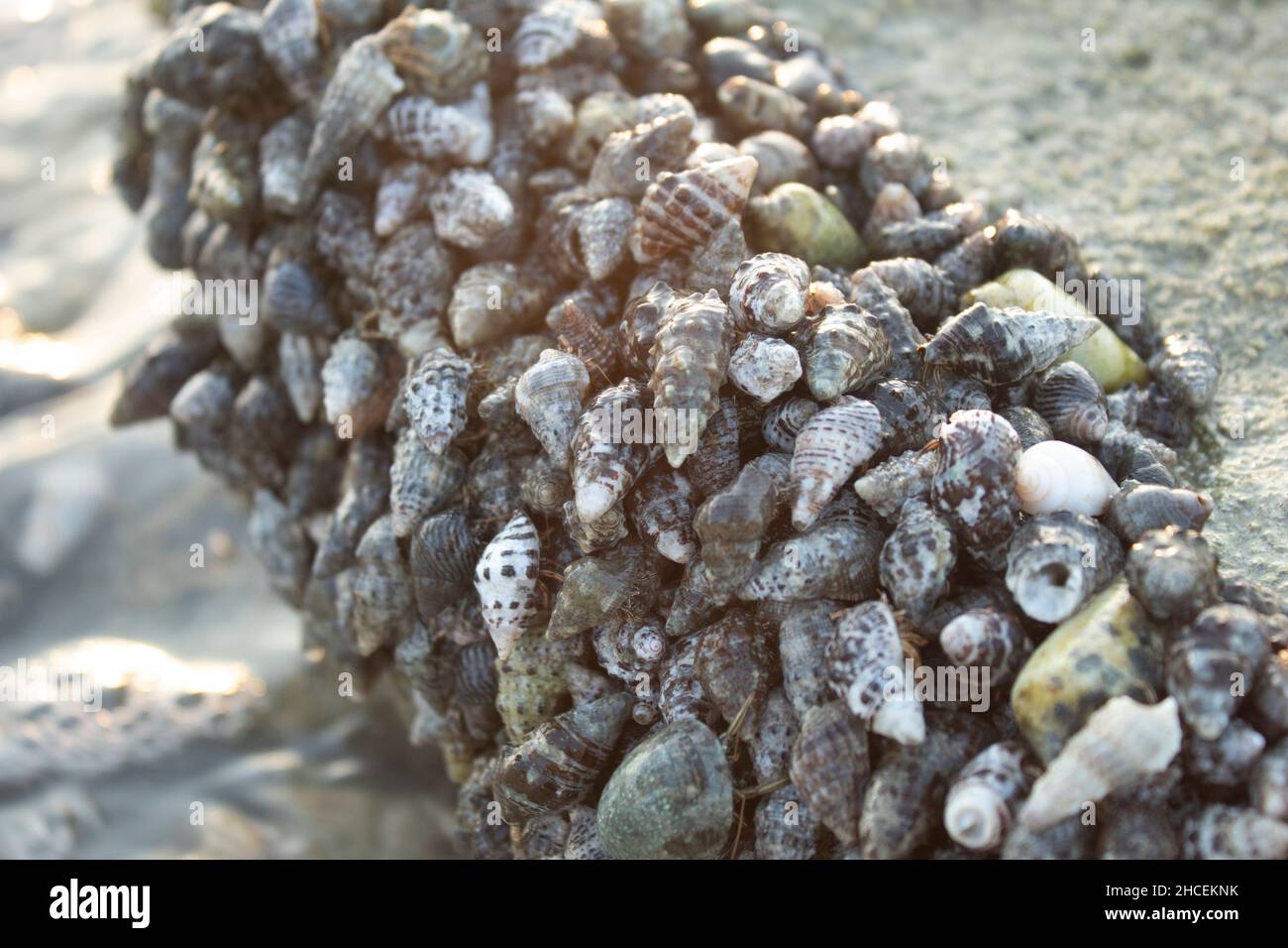 Avvicinandosi ai crostacei sentendo la loro texture, Kish, Iran Foto Stock