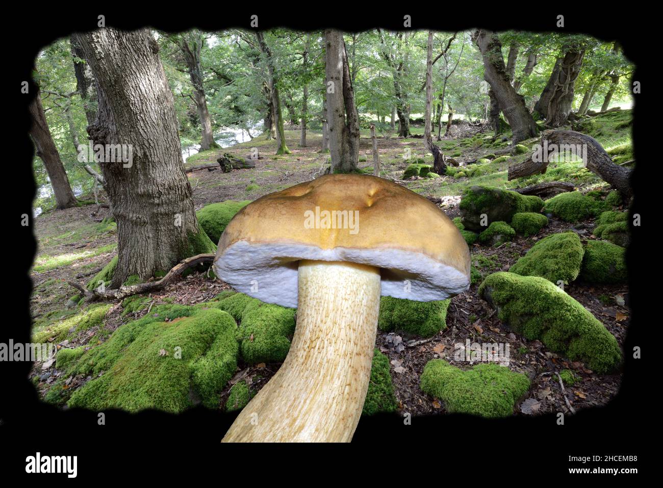 Tylopilus felleus (bolete amaro) è mostrato qui con habitat boschivo di querce (sfondo) nel Galles del Nord dove è probabile che si trovi Foto Stock