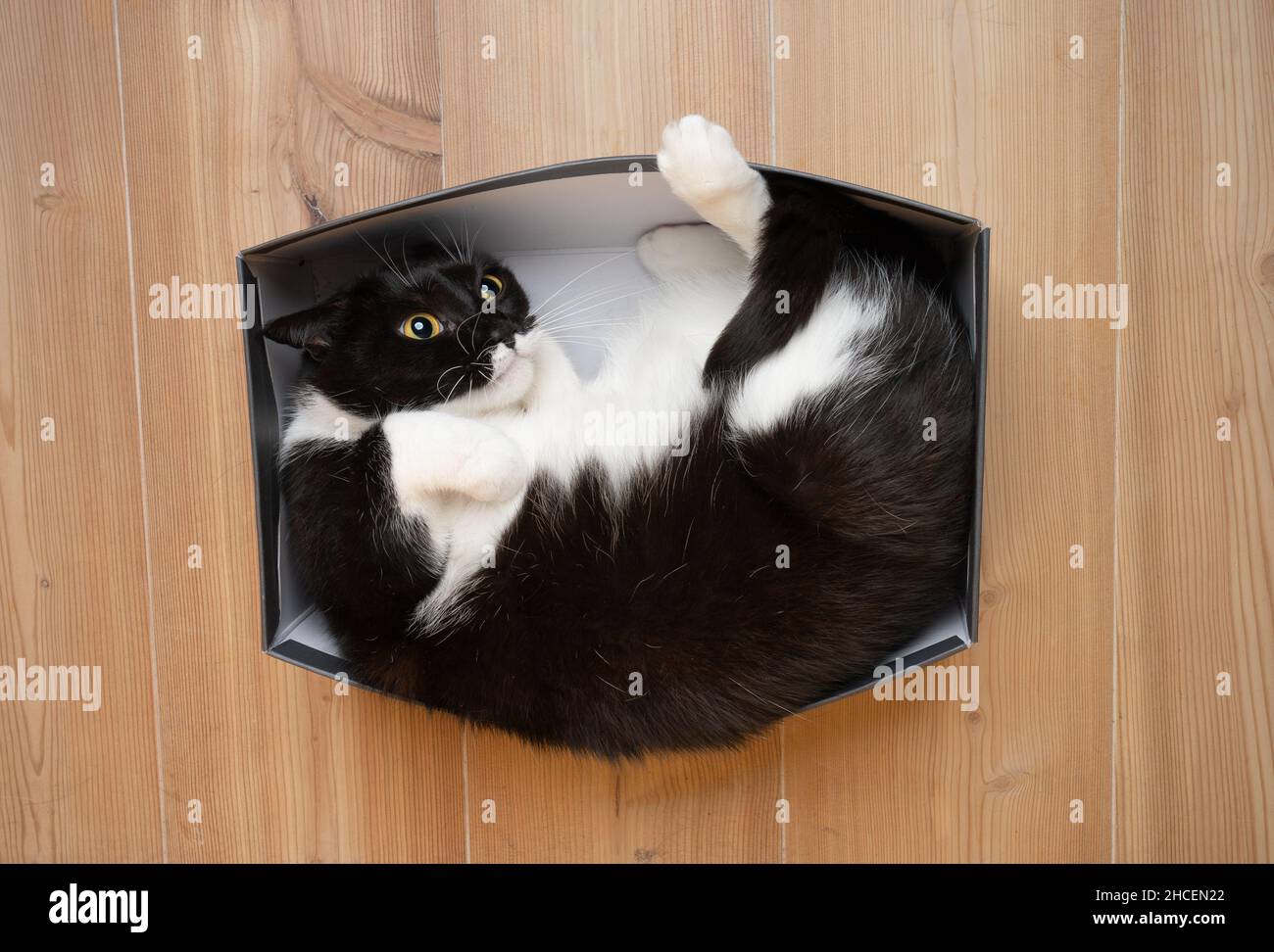 vista dall'alto di un gatto bianco e nero che riposa in una piccola scatola di cartone per scarpe sul pavimento Foto Stock