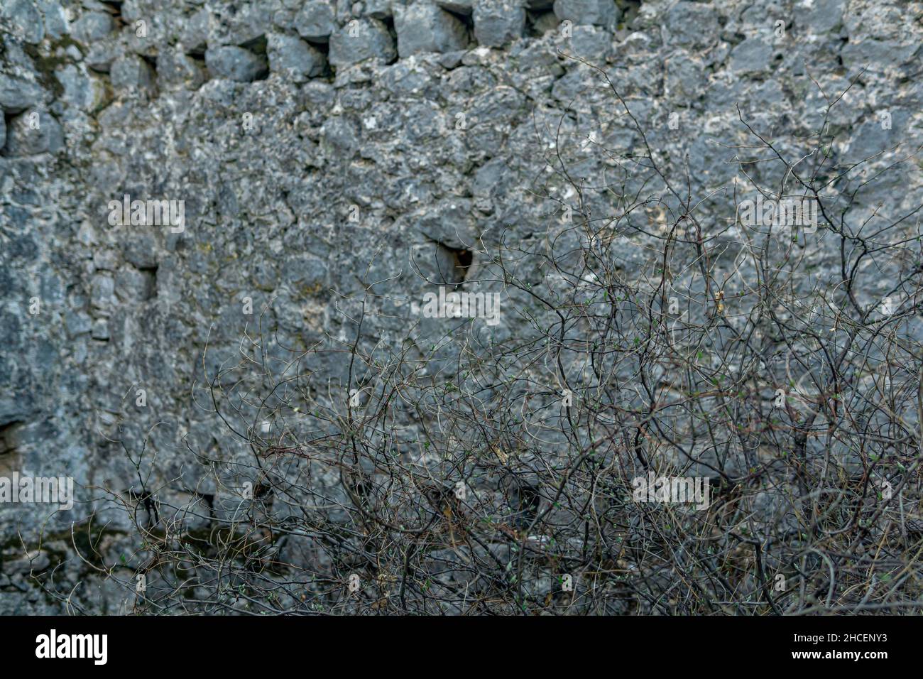 germogli di primavera su arbusti secchi sullo sfondo del muro della fortezza nelle rovine dell'antica torre Foto Stock