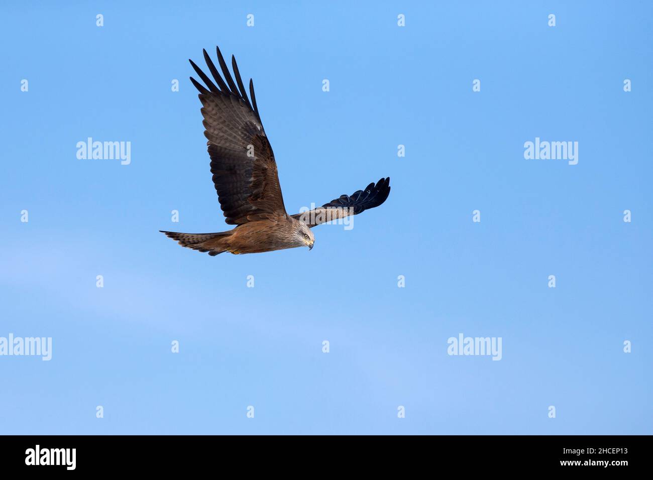 Black Kite, (Milvus migrans), in volo, bassa Sassonia, Germania Foto Stock
