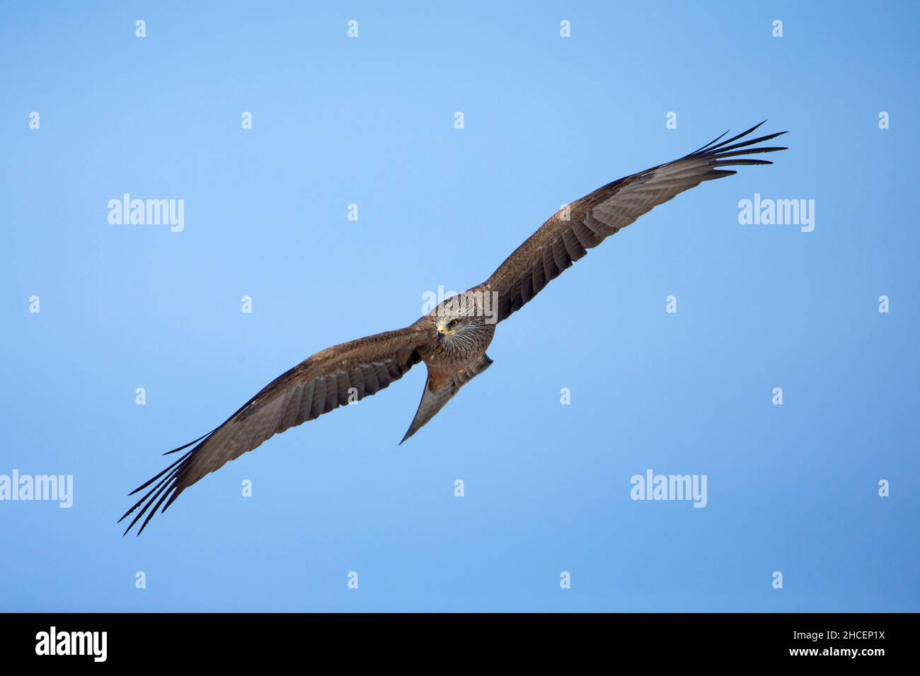Aquilone nero, (Milvus migrans), in volo, scivolamento, bassa Sassonia, Germania Foto Stock