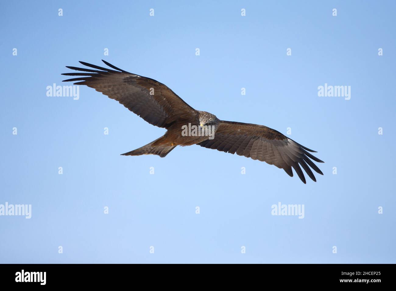 Aquilone nero, (Milvus migrans), in volo, scivolamento, bassa Sassonia, Germania Foto Stock