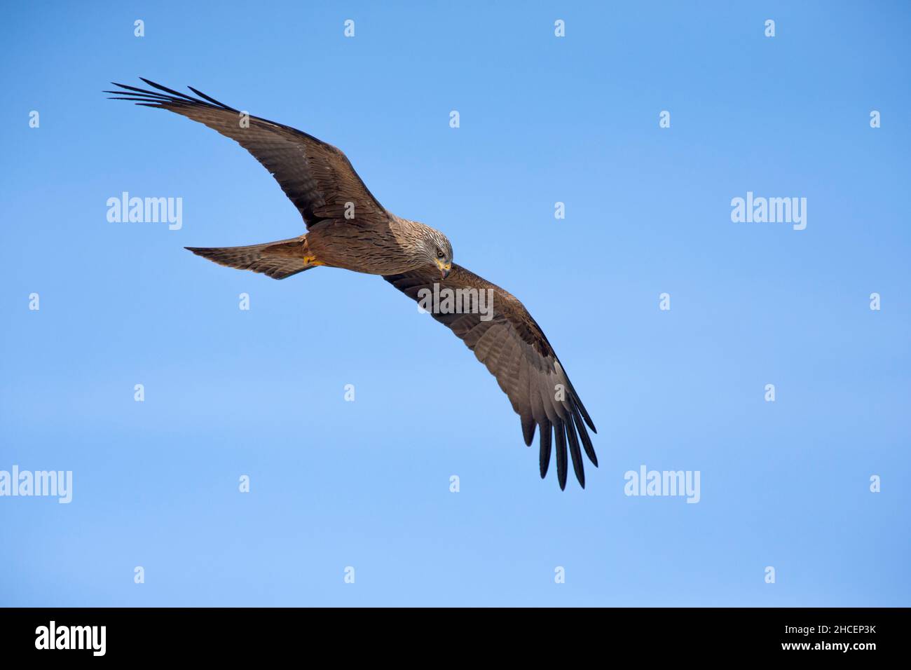 Aquilone nero, (Milvus migrans), in volo, scivolamento, bassa Sassonia, Germania Foto Stock