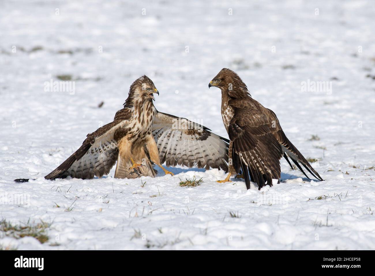 Buzzard comune (Buteo buteo) due combattimenti sul cibo in inverno, bassa Sassonia, Germania Foto Stock