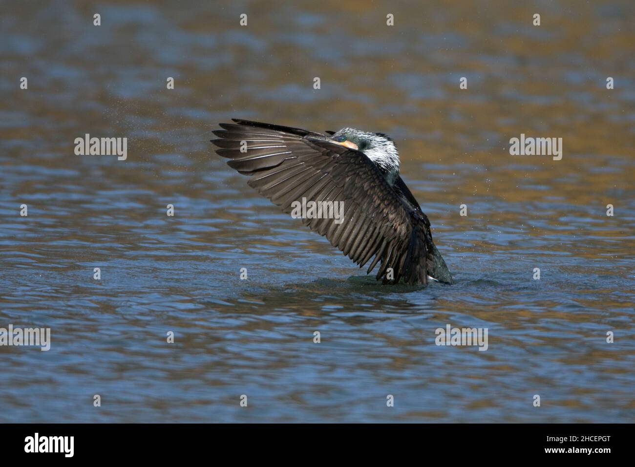 Grande Cormorano (Phalacrocorax carbo) scuotendo l'acqua dalle ali, sul lago, bassa Sassonia, Germania Foto Stock