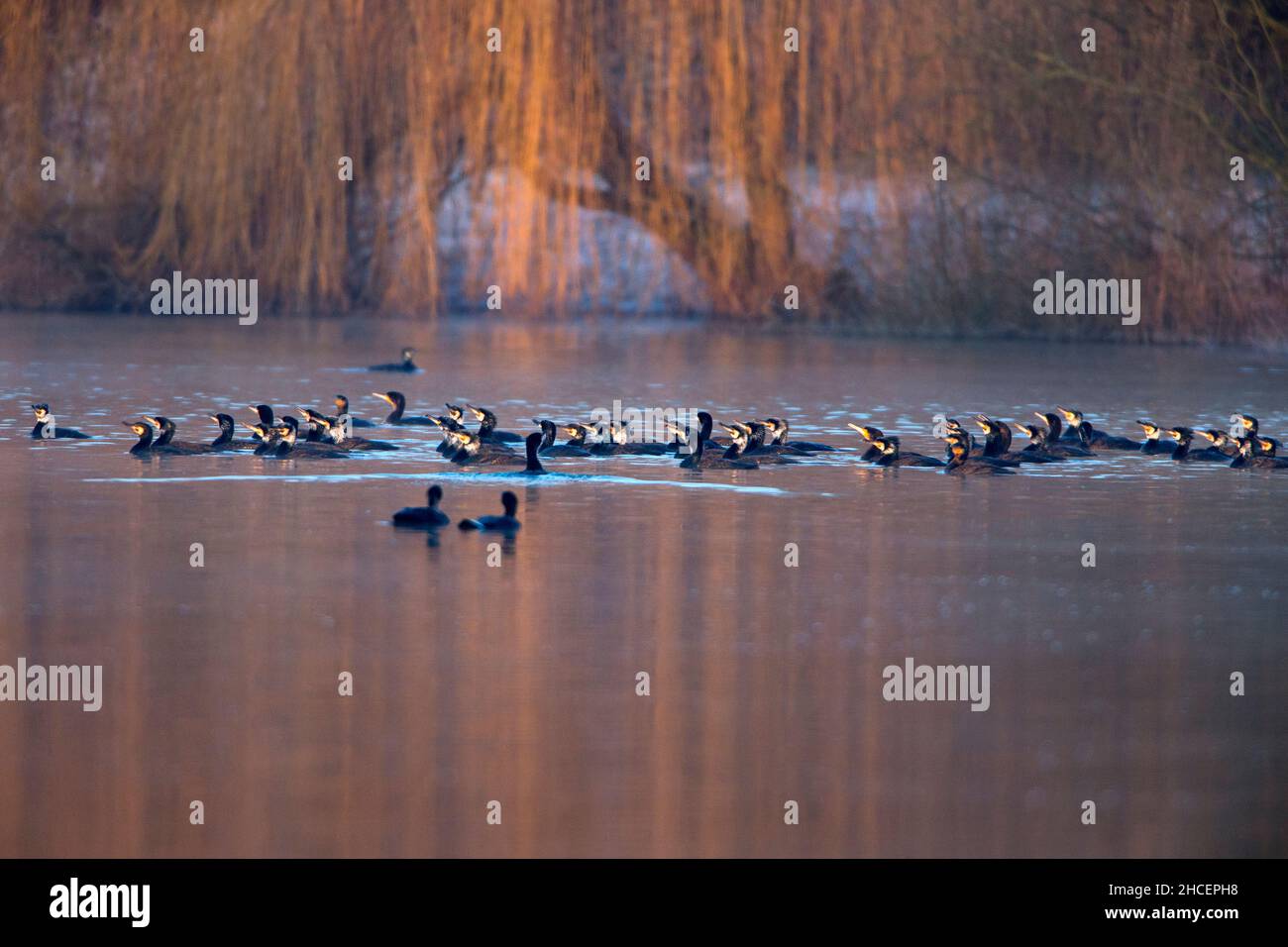 Grande Cormorano (Phalacrocorax carbo) gregge sul lago del pescatore all'alba, pesca, bassa Sassonia, Germania Foto Stock