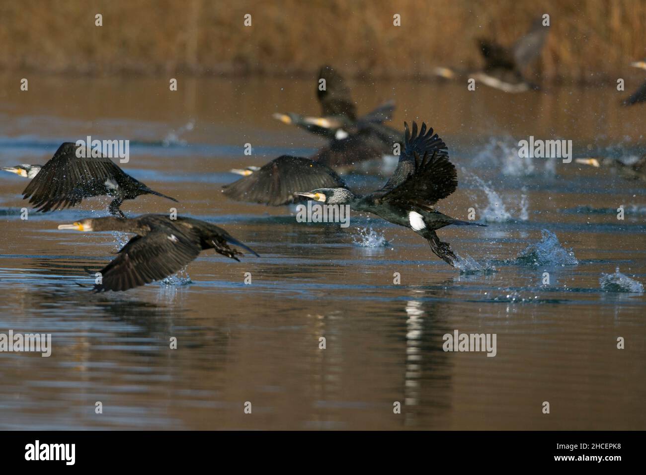 Grande Cormorano (Phalacrocorax carbo) gregge in volo decollo dal lago, bassa Sassonia, Germania Foto Stock
