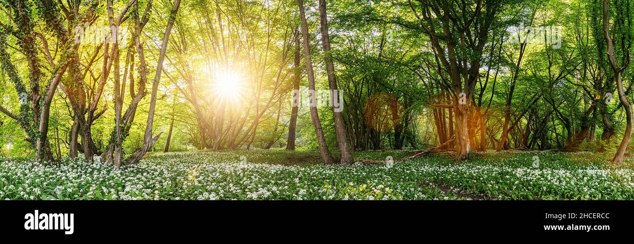 Selvaggia foresta d'aglio in primavera con bellissimi raggi del sole, panorama Foto Stock