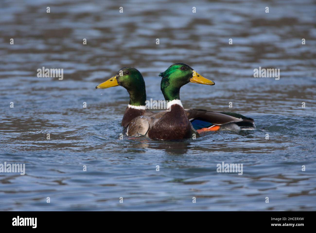 Mallard (Anas platyrhynchos) due draghi che combattono nel lago bassa Sassonia Germania Foto Stock