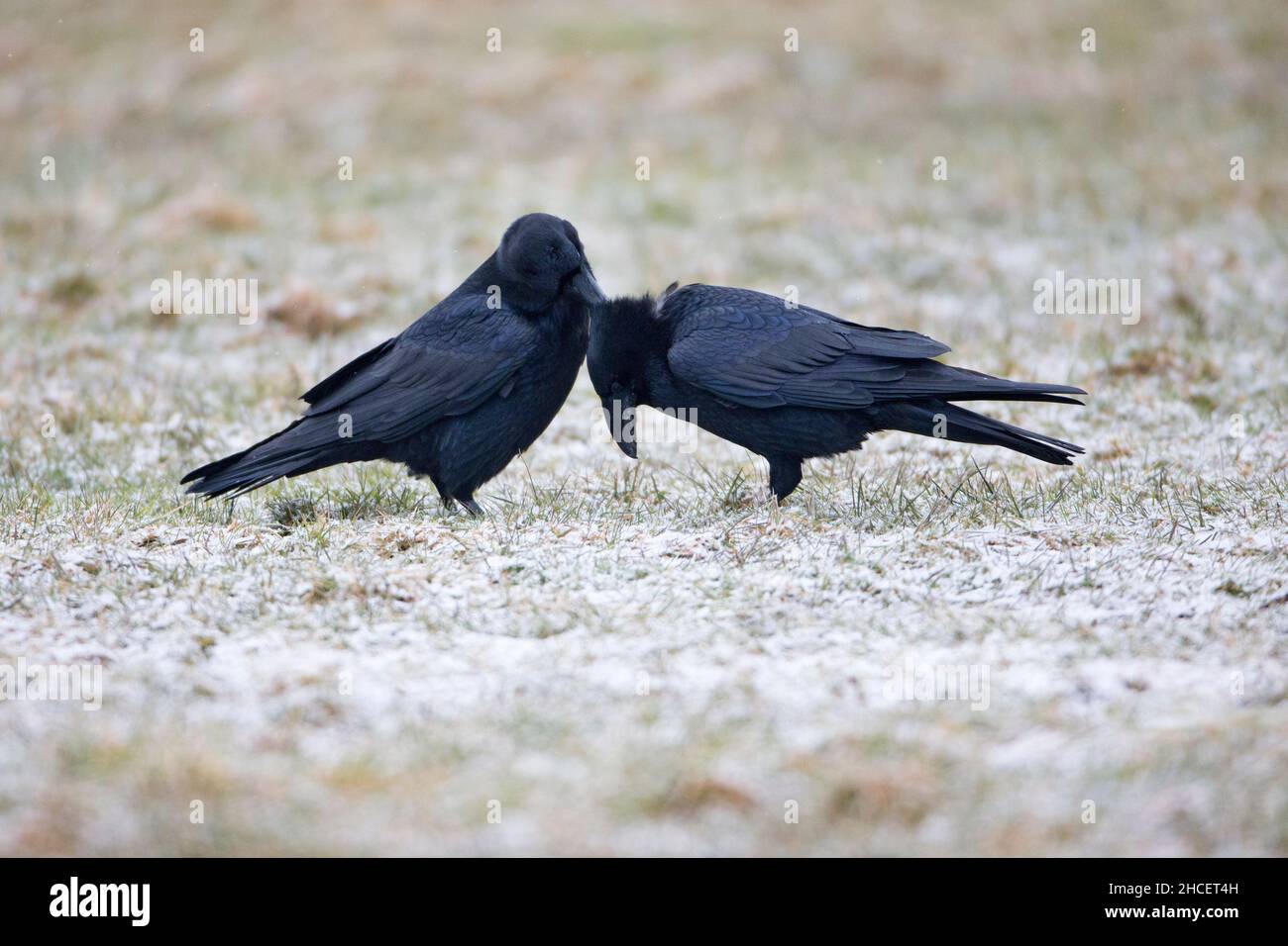 Raven (Corvus corax) due preening mutali su campi di neve in inverno bassa Sassonia Germania Foto Stock