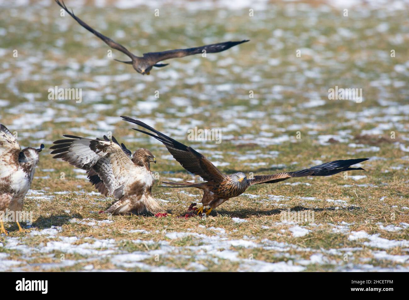 Red Kite (Milvus milvus) in volo snatching a carrion tra alimentazione Buzzards comune in inverno bassa Sassonia Germania Foto Stock