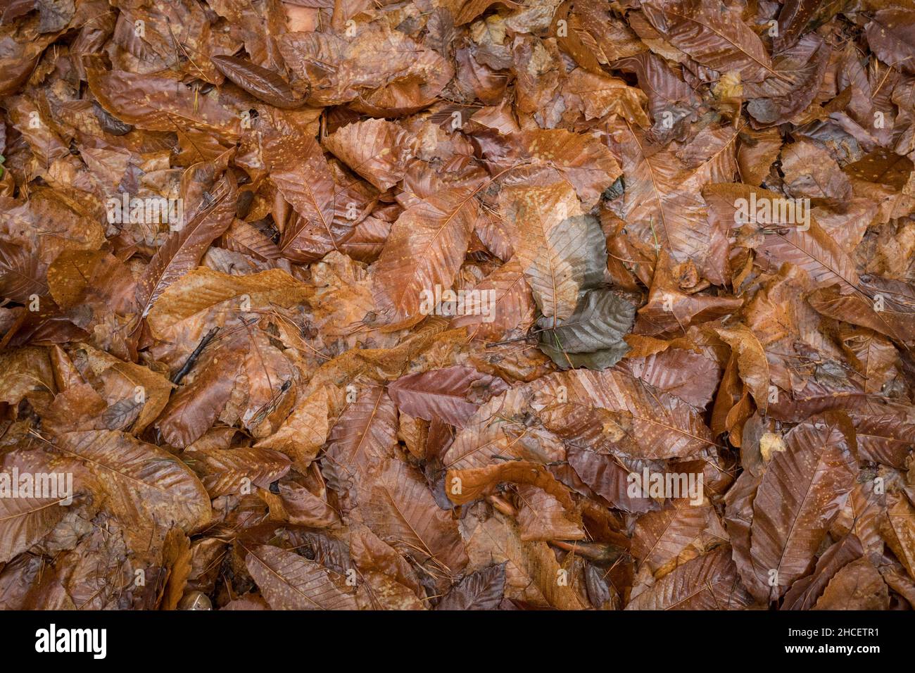 Lettiera di foglie di castagno dolce. Foto Stock