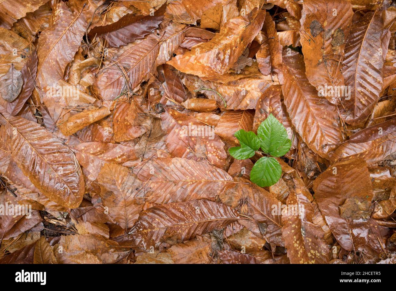 Lettiera di foglie di castagno dolce. Foto Stock