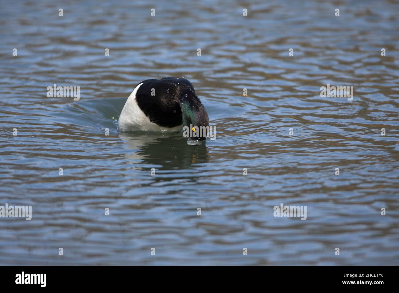 Duck tufted (Aythya fuligula) immersioni nel lago, bassa Sassonia Germania Foto Stock