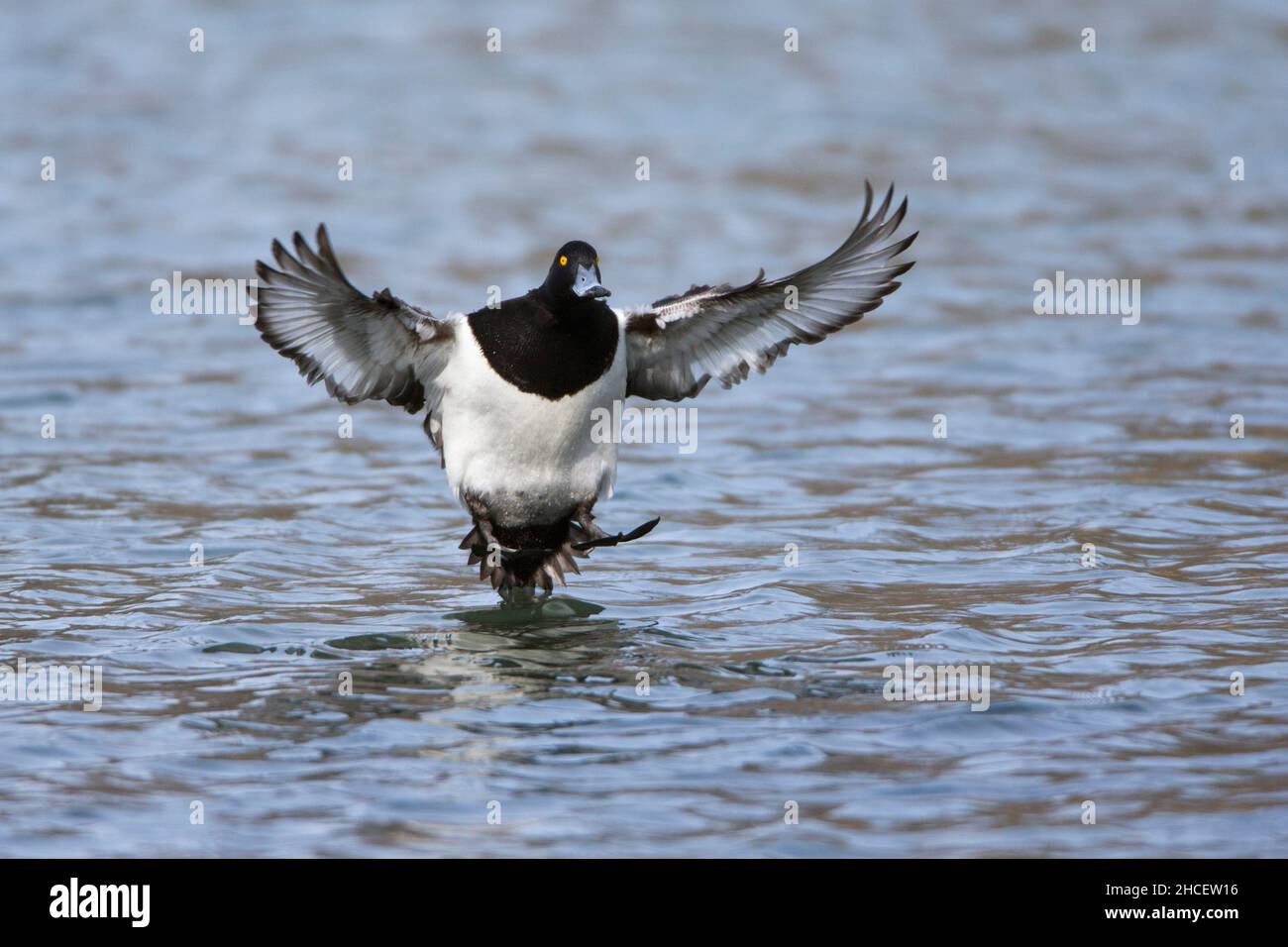 Duck tufted (Aythya fuligula) sbarco sul lago bassa Sassonia Germania Foto Stock